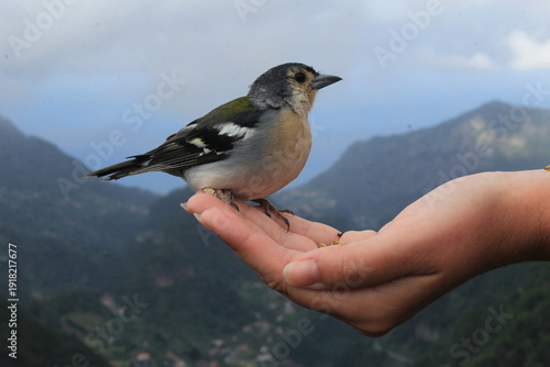 Madeira chaffinch perched on hand at Levada dos Balcões viewpoint