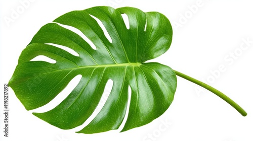 A vivid green monstera leaf with striking perforations, perfect for botanical designs, nature-themed decor, or as a background element in wellness and relaxation concepts,