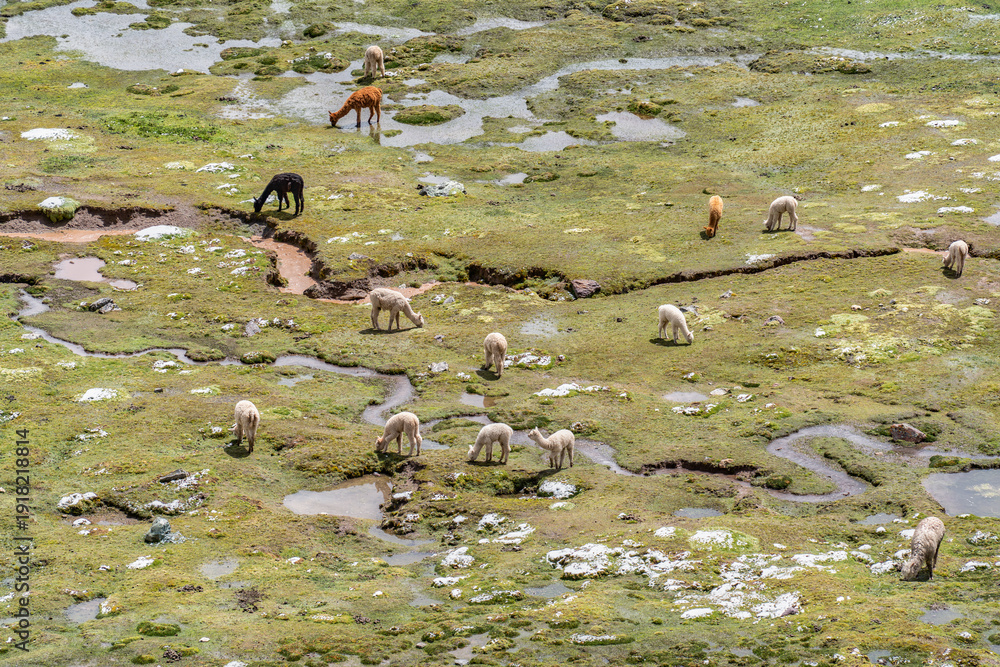 Fototapeta premium Alpacas grazing across a green hillside in the Peruvian Andes along the path to Rainbow Mountain.