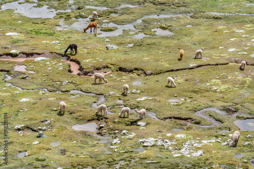 Wallpaper Mural Alpacas grazing across a green hillside in the Peruvian Andes along the path to Rainbow Mountain. Torontodigital.ca