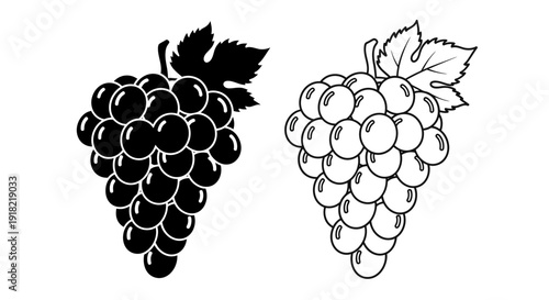 Black and white grapes illustration, vector design of fresh fruit bunches Vector