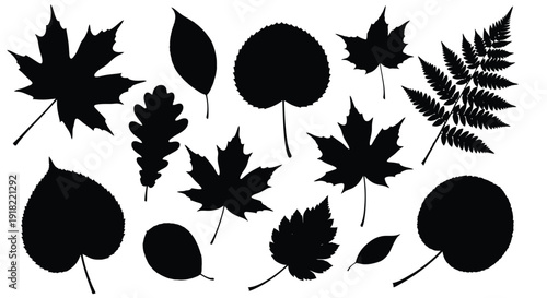 Black silhouettes of various leaves and fern fronds against white