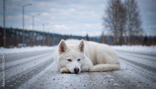 White Siberian Husky with blue eyes lying on a snowy road. Portrait of a fluffy white dog resting in winter