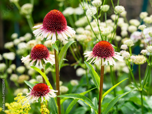 Coneflowers, Echinacea Strawberry and Cream blooming with big beautiful white and red blossoms on a sunny warm place in a garden, closeup