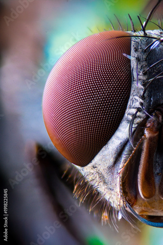 extreme close up of a fly