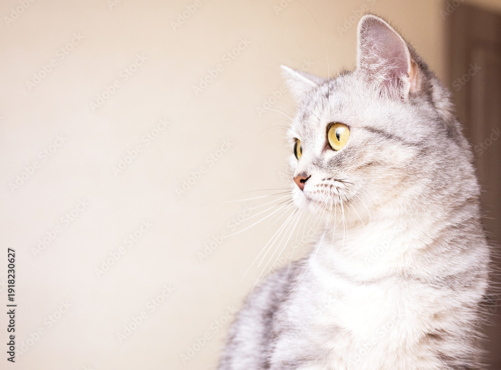Obraz premium Gray tabby cat looking up beside stacked books, indoors on a table. Curiosity, study, bookshelf, home, alert 