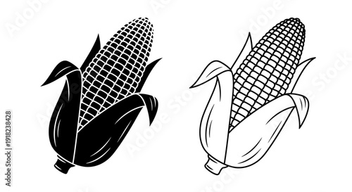 Two corn ears on white background, corn illustration, corn cob, corn design Vector