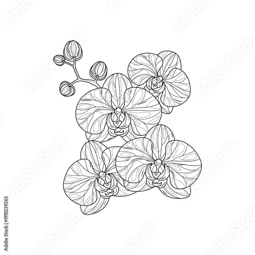 Orchid flowers.Coloring book antistress for children and adults. 