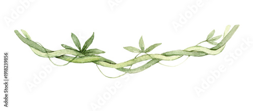Fotografi Watercolor tropical liana vine with elongated green leaves