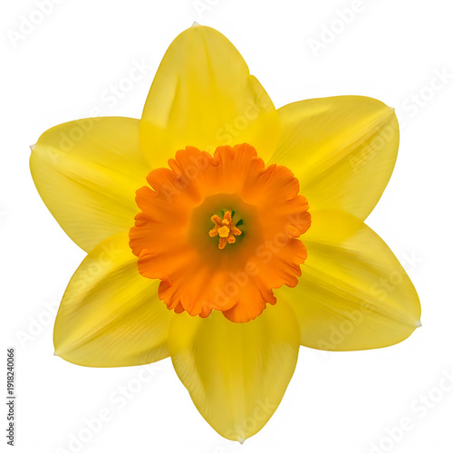 Beautiful daffodil flower isolated on a transparent background