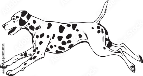 Black and white spotted Dalmatian dog running dynamically in a side view