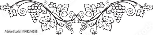 Elegant black and white illustration of grapevine with clusters and leaves, decorative border design element.