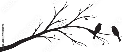 Two black birds sitting on a bare tree branch, isolated on Transparent Background, nature scene.