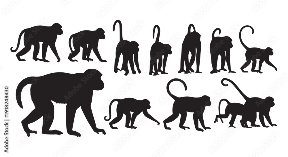 Obraz premium Silhouette of various monkey poses, primates in different walking positions, animal illustrations for design use.