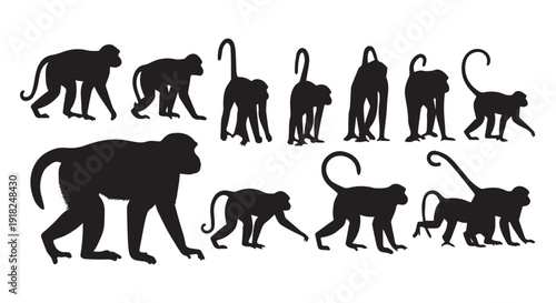 Silhouette of various monkey poses, primates in different walking positions, animal illustrations for design use.