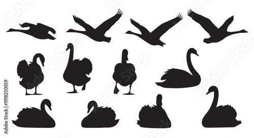 Set of black silhouettes of swans in various poses and flying positions on Transparent Background, ideal for graphic design and illustrations.