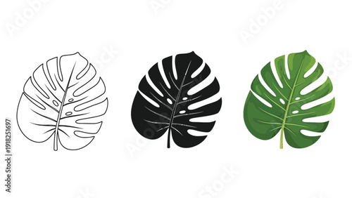 Set of three monstera deliciosa leaf icons outline drawing, solid silhouette and realistic green illustration