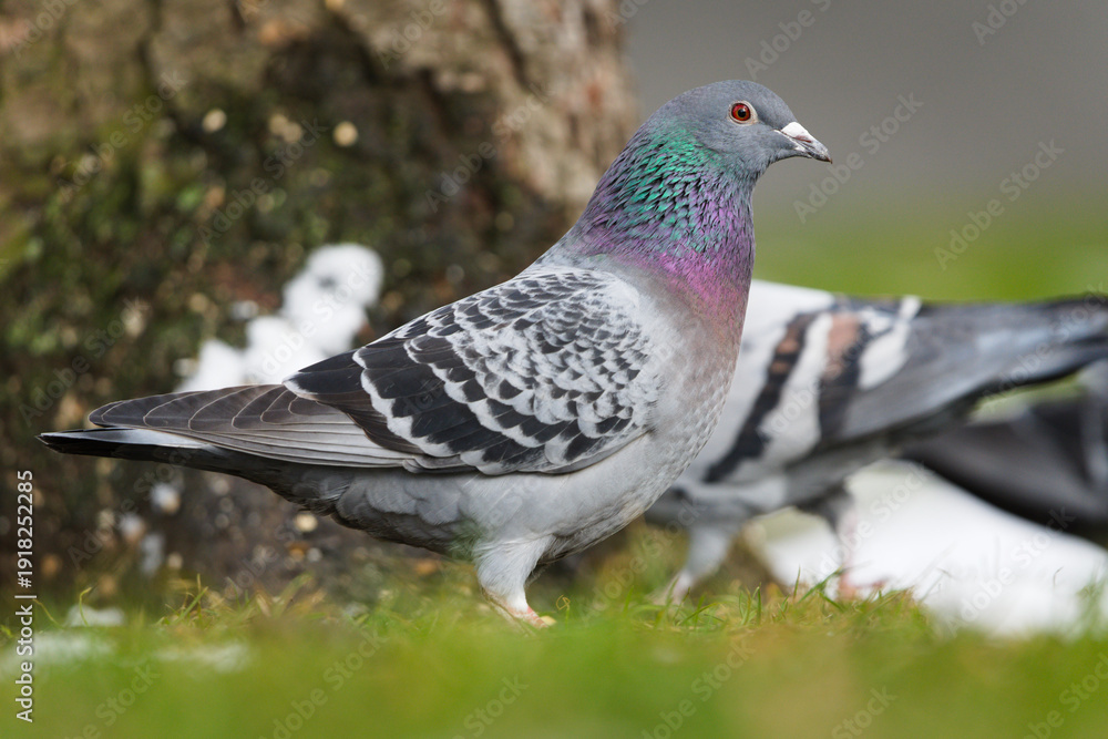 Obraz premium Rock Pigeon (Columba livia) – adult standing on grass near tree trunk, iridescent neck plumage – common species in the wild in the Czech Republic