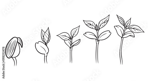 A detailed illustration of a plants growth stages from seed to sprout with leaves, showcasing natures development process.