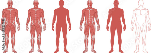 Human anatomy muscle system illustration, male body muscular structure front view, medical educational diagram isolated vector set