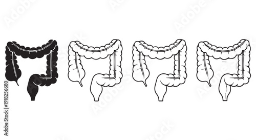Detailed illustration of human colon anatomy in various styles on Transparent Background for medical education and health awareness.