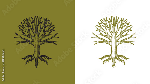 Heraldic oak tree with roots for coat of arms design and shield. Hand drawn engraving in old traditional medieval style, modern made element for family symbols and logo templates