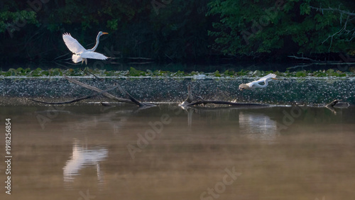 A pair of egrets is flying over the calm lake.