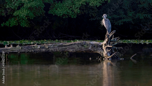 A grey heron resting on a driftwood.