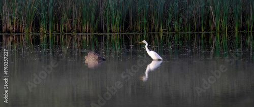 A single egret wanders on a calm lake for prey.