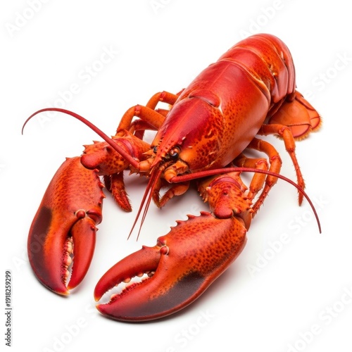 A vibrant red lobster with large claws and long antennae on a white background