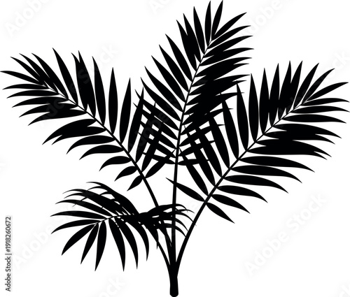  silhouette of areca palm fronds clustered together