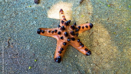 Foto Horned starfish, chocolate star Protoreaster nodosus from the Sulawesi sea