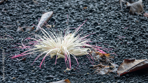 Graceful as a sea anemone, Putat (Barringtonia asiatica) white flower has fallen onto a black volcanic beach strewn with slag. Spice Islands on the Banda Sea. Contrasting tropics