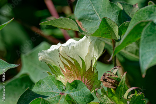 Opened cotton plant flower
