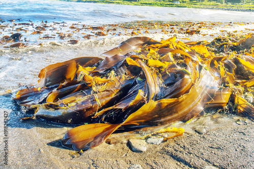 Foggy autumn Sea of Japan. The pebble beach in the area of kelp forests with abundant residues of dead algae and marine life. Laminaria stratum