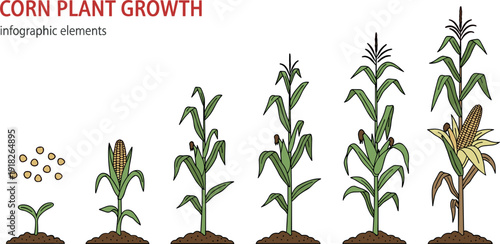 Corn Plant Growth Cycle Infographic Elements Showing Stages from Seed to Mature Maize