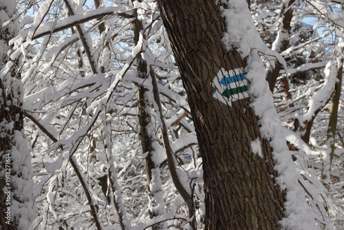Winter forest in Poland under snow. Thick snow covers paths and branches, sparkles in the sunlight. Signs on the bark of a tree showing way on a trail.