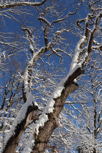 Winter forest in Poland under snow. Thick snow covers paths and branches, sparkles in the sunlight, deep blue sky.
