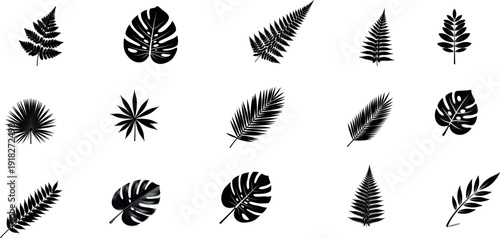 Collection of various fern and palm leaves in black silhouette