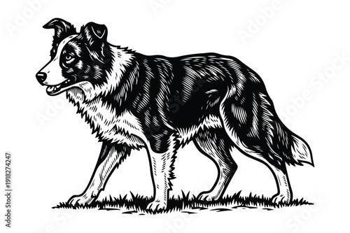 Border Collie Dog Engraved Illustration, Herding Breed