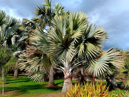 Bismarck Palms, Los Angeles County Arboretum, Arcadia, California 