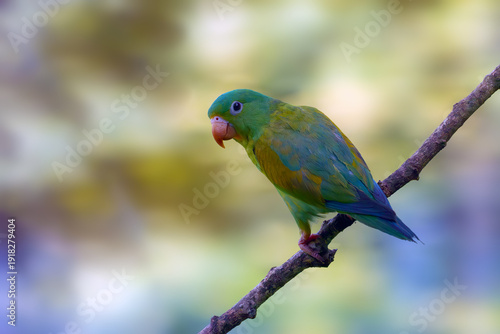 Orange-chinned parakeet (Brotogeris jugularis), also known as the Tovi parakeet.Green American parrot sitting on a branch with a green background.