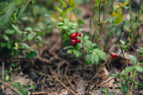 Close-up of wild lingonberry plant with ripe red berries growing on forest ground. Natural autumn background with shallow depth of field.