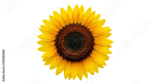 Close-up of a single sunflower isolated on transparent background,png