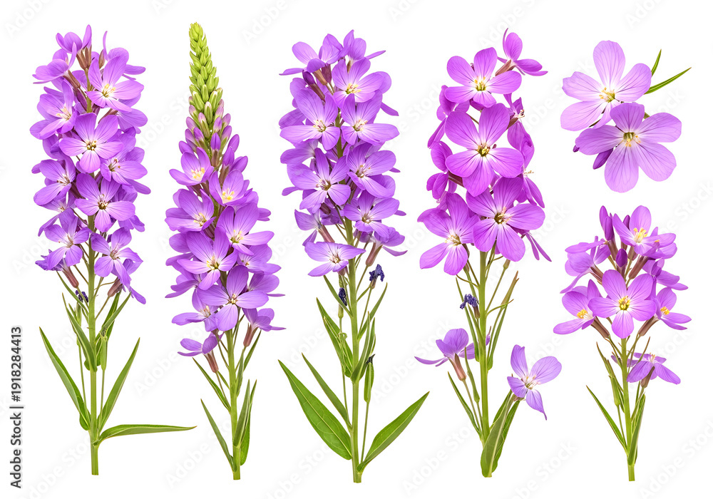Fototapeta premium Set of purple flowers with green leaves and stems isolated on transparent background and perfectly cutout