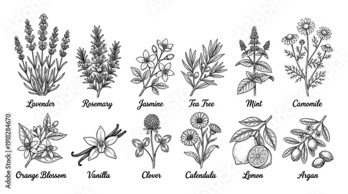 Cosmetic herb collection with lavender chamomile and rosemary