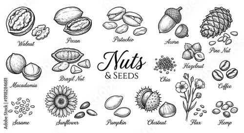 Nut and seed collection with walnut pistachio and sunflower