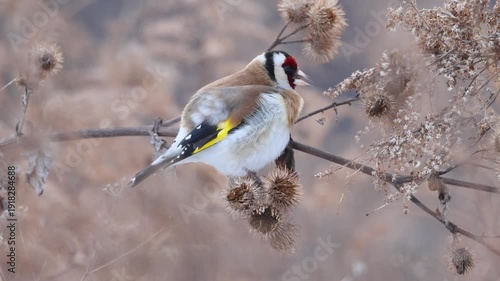 Close-up of an adult European goldfinch (carduelis carduelis) perched on a dry plant stem with burs, eating seeds on a cloudy winter day.