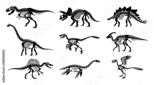 Dinosaur skeleton and fossil silhouette collection