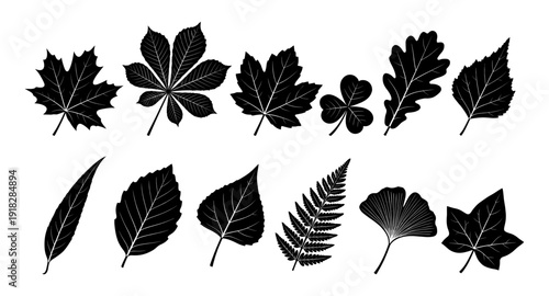 Tree leaf silhouette set with maple oak and fern